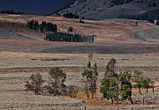 Lamar Valley 6166_1